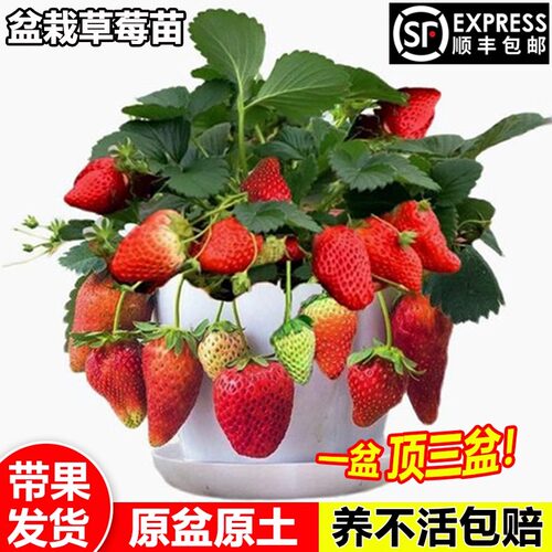 露天种植秧盆栽阳台奶油草莓苗