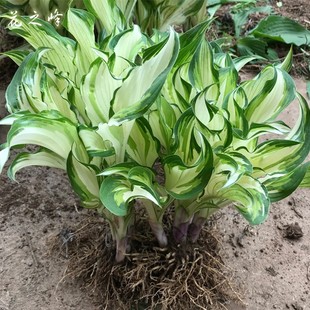 金边玉簪花苗大苗花根多年生耐阴植物耐寒四季庭院室外花卉易活苗