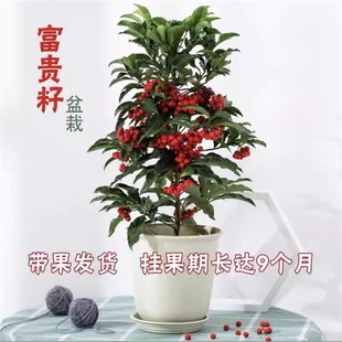 好养的花耐寒富贵子花卉室内植物富贵籽盆栽四季常青带果四季常青