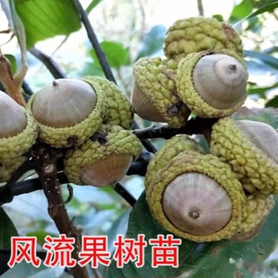 风流果树苗南方种植嫁接盆栽阳台庭院双肾子强肾风流果苗龟头子树