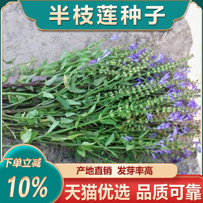 夏季半枝莲种子中药材阳台盆栽