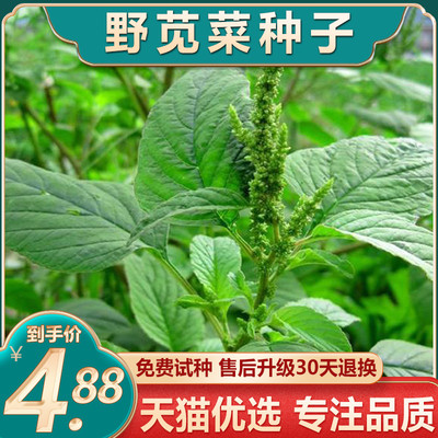 夏季野苋菜种子野菜大叶老品种