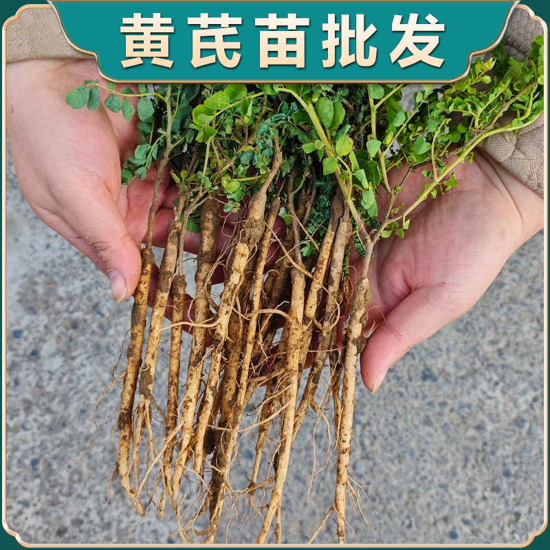 黄芪种植苗带芽发货黄芪苗中药材名贵药材种植苗大全黄精党参当归