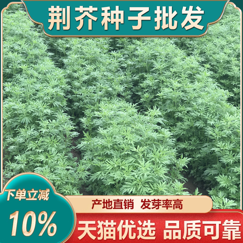 中药材荆芥种子小叶荆芥种荆芥种籽土荆芥老品种草药种植苗防风