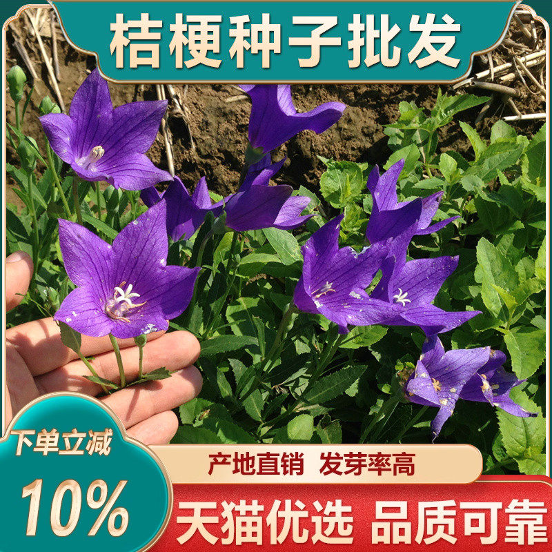桔梗种子籽中药材四季种植泡菜狗宝咸菜种籽甘草药用食用盆栽泡茶,鲜花速递/花卉仿真/绿植园艺,家庭园艺种子,淘宝优惠券,粉丝福利购,淘宝优惠卷