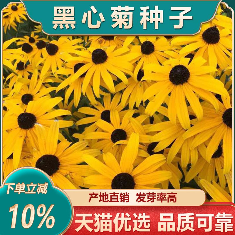 黑心菊种子黑心菊花籽金光菊花籽盆栽多年生长花期长易种园林景观图片