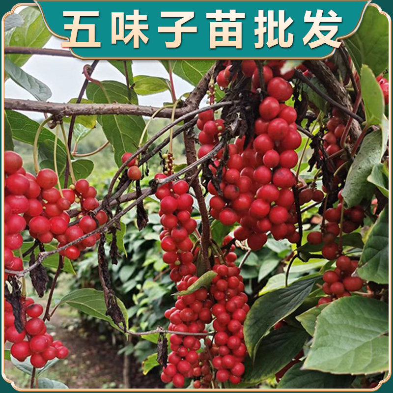 五味子苗种苗中药材北五味果树苗基地直售薄荷苗知母苗虎杖苗秦艽图片