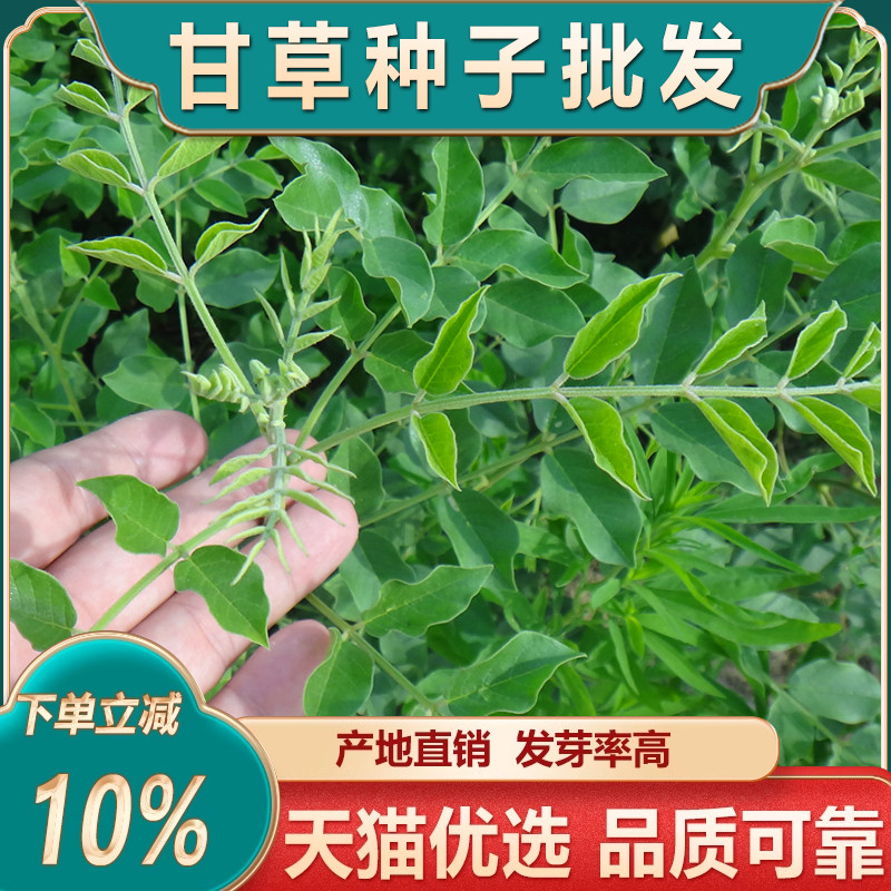 中药材红皮甘草种子甘草种籽甘草种植苗四季阳台盆栽产地新疆内蒙