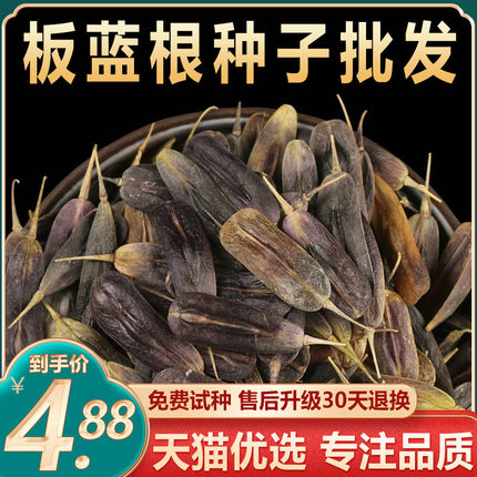 中药材板蓝根种子大青叶种籽春四季种植苗阳台盆栽中草药蔬菜种孑