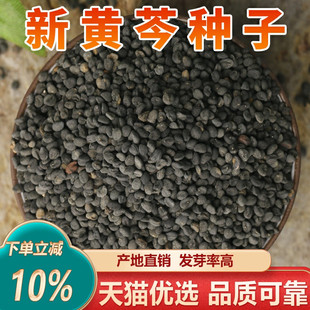 中药材黄芩种子黄芩种籽黄芩种植苗盆栽柴胡夏枯草甘草当归党参