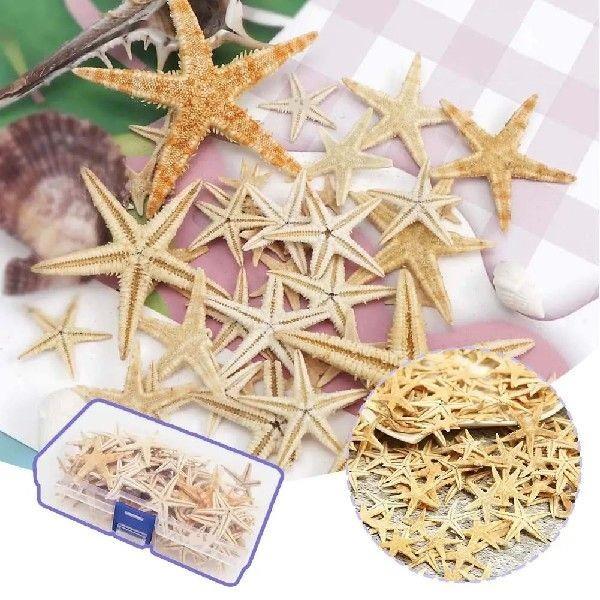 Natural Starfish Boxed Shells And Conches With Ornaments