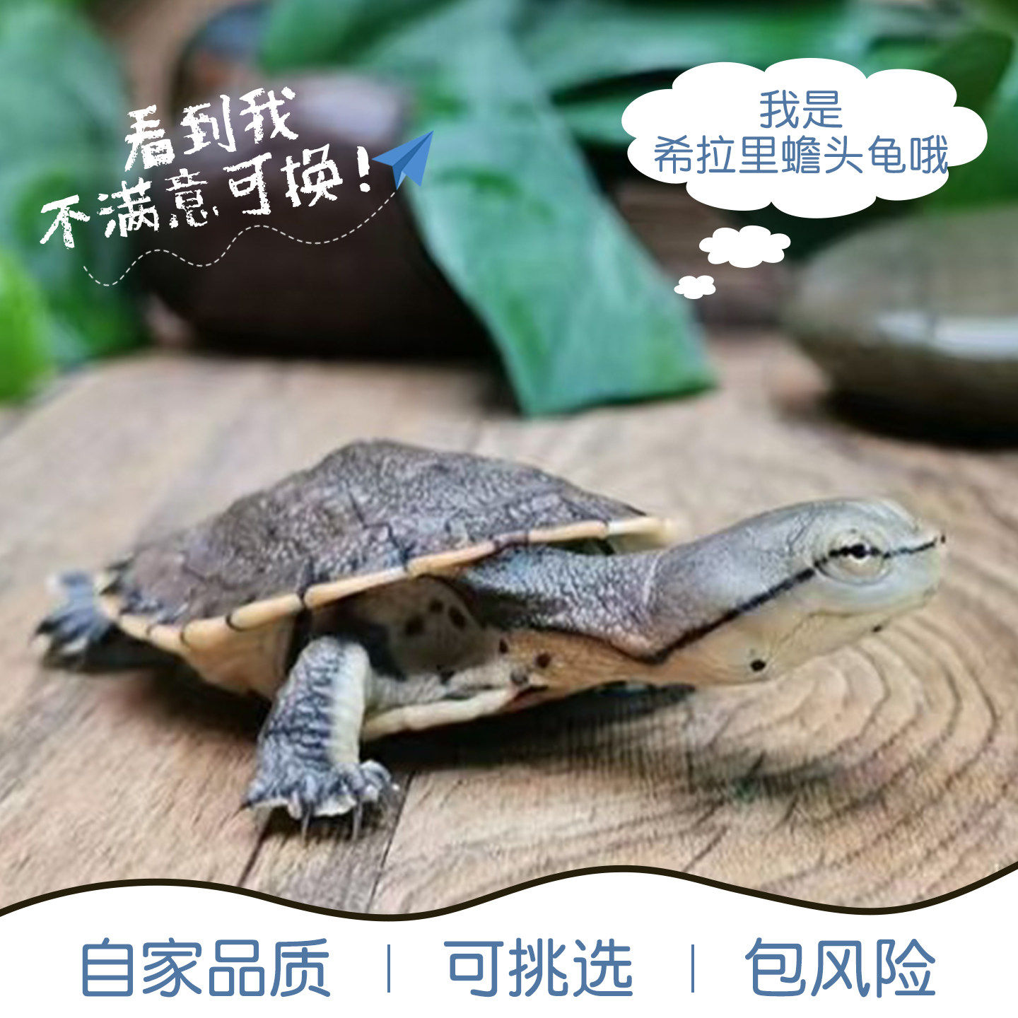 希拉里蟾头龟深水鱼缸花面蟾头侧颈观赏宠物乌龟活体胡子蛋龟活物