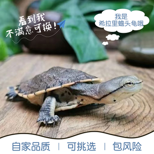 希拉里蟾头龟深水鱼缸花面蟾头侧颈观赏宠物乌龟活体胡子蛋龟活物