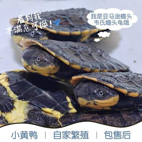 韦氏侧颈龟小黄鸭西非沼泽侧颈龟