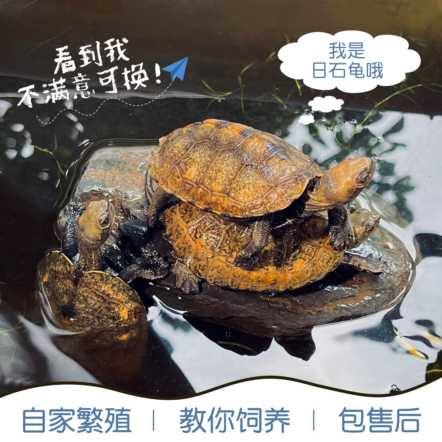 纯种日本石龟苗活体龟网红乌龟