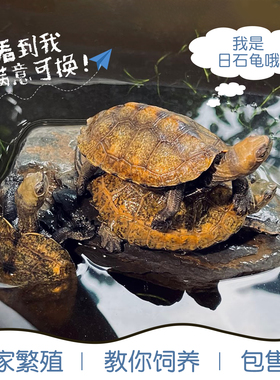 外塘纯种日本石龟苗活体龟日石龟网红乌龟杂食宠物龟观赏龟可挑选