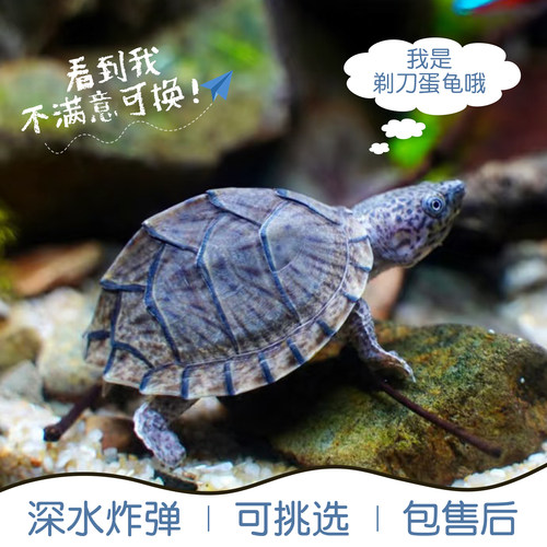 剃刀蛋龟活体冷水招财观赏小乌龟
