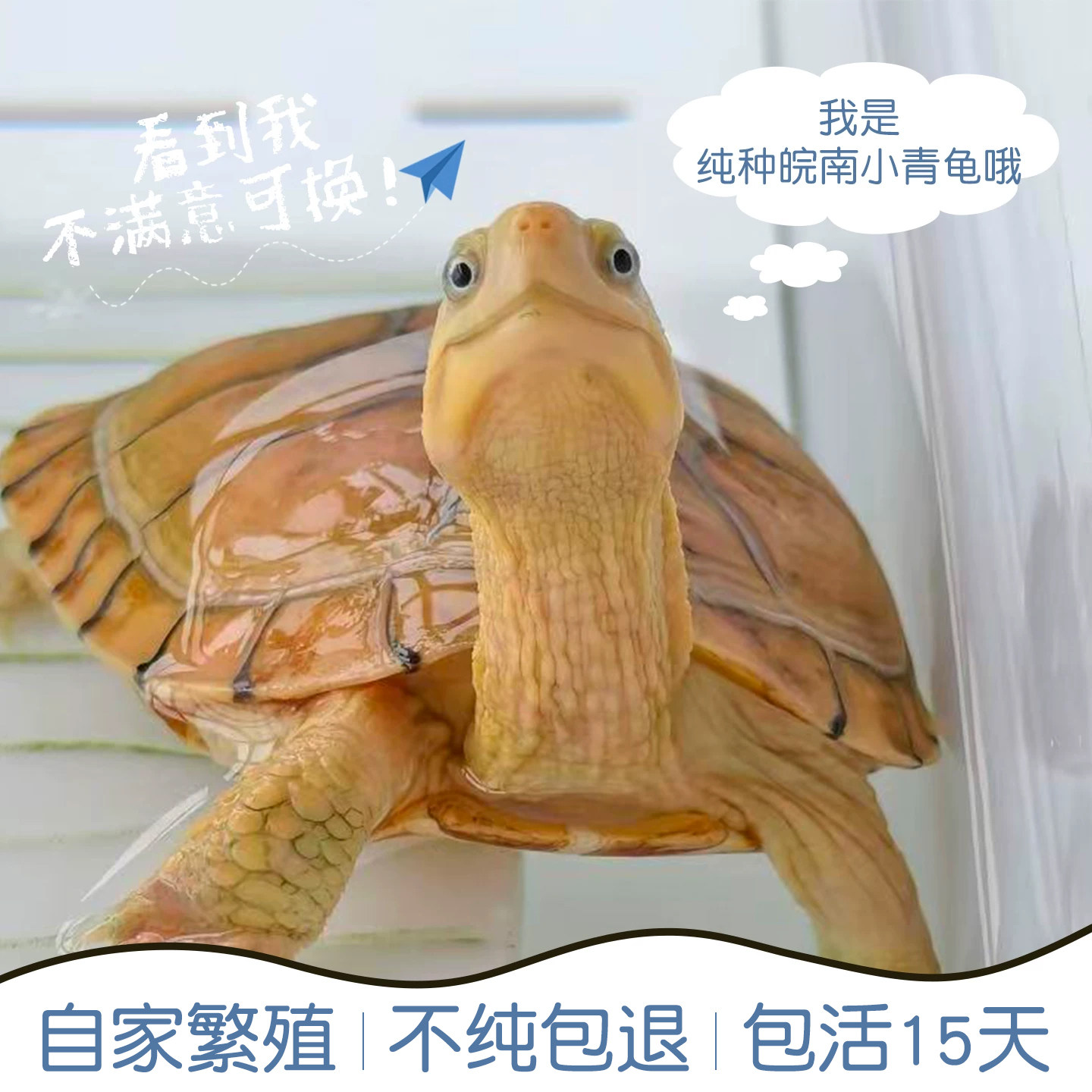 纯种小青龟黄喉拟水龟三黄龟皖南金钱龟活物宠物活体招财小青可选
