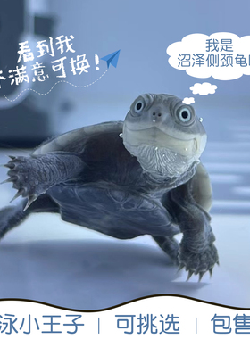 西非侧颈龟沼泽乌龟活体仰泳猪深水蛋龟苗活物吃鱼缸粪便微笑龟