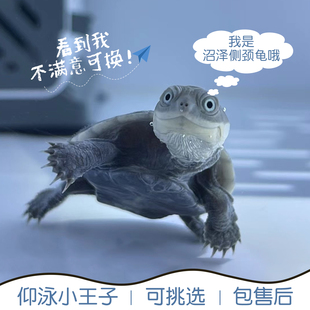 西非侧颈龟沼泽乌龟活体仰泳猪深水蛋龟苗活物吃鱼缸粪便微笑龟