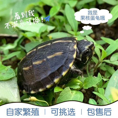 果核蛋龟苗活体乌龟白唇龟剃刀龟