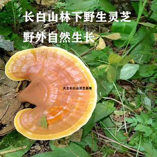 长白RHX山林野灵芝整生朵干赤芝松杉灵芝250克正品货拍2份下顺丰