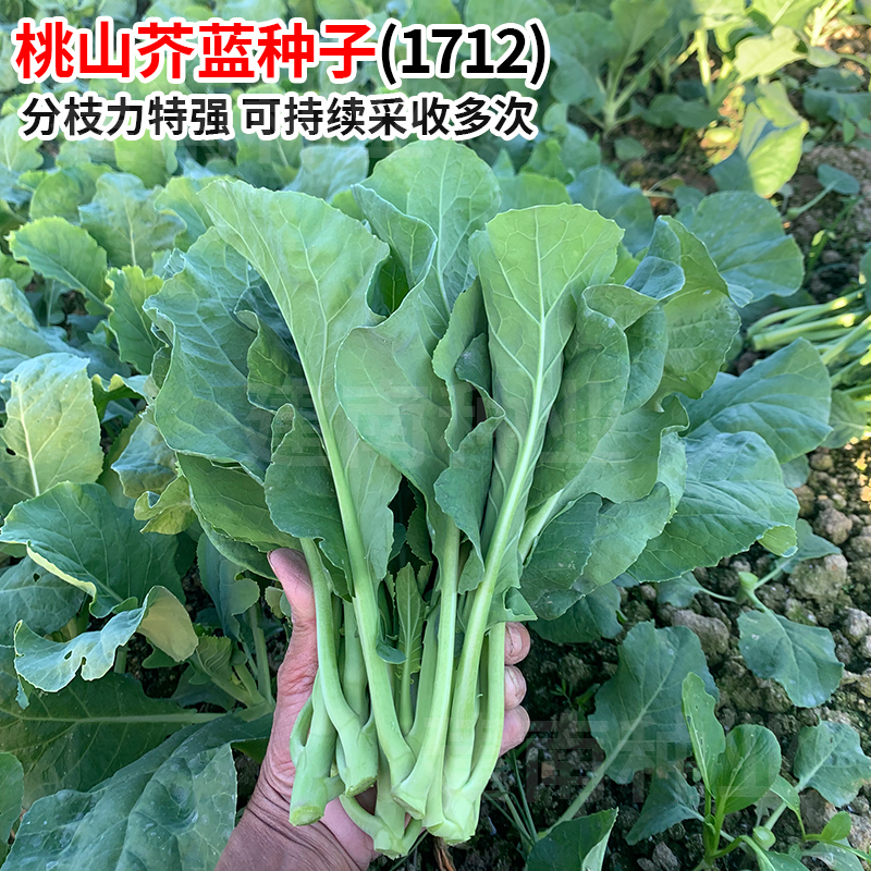 桃山芥蓝菜芥兰广东籽种菜种籽特高产甜脆黄花介兰菜种子蔬菜种孑