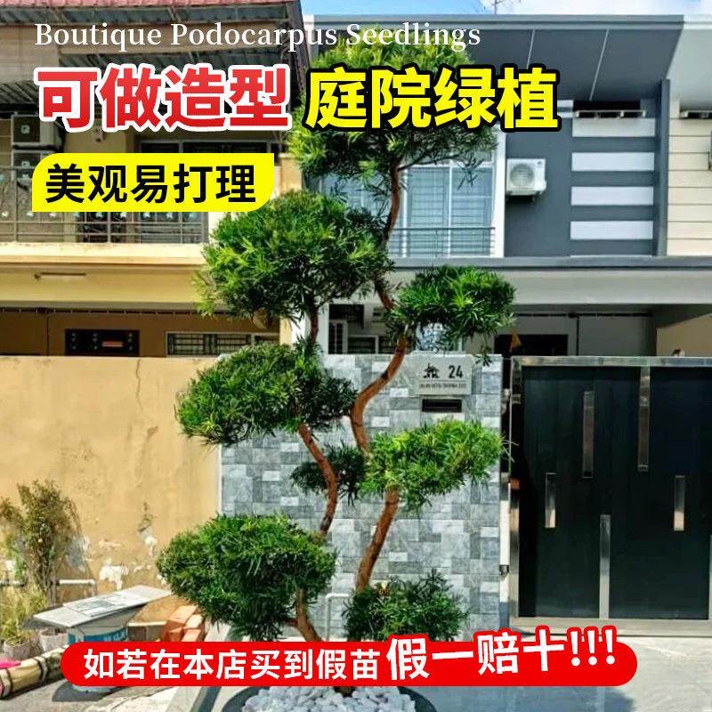 罗汉盆景树苗耐寒植物室庭院迎L桌面绿植