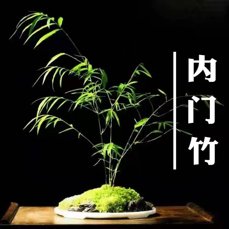 台湾内门竹盆栽朱竹红寒竹庭院客厅阳台美观文雅好养活名贵竹苗