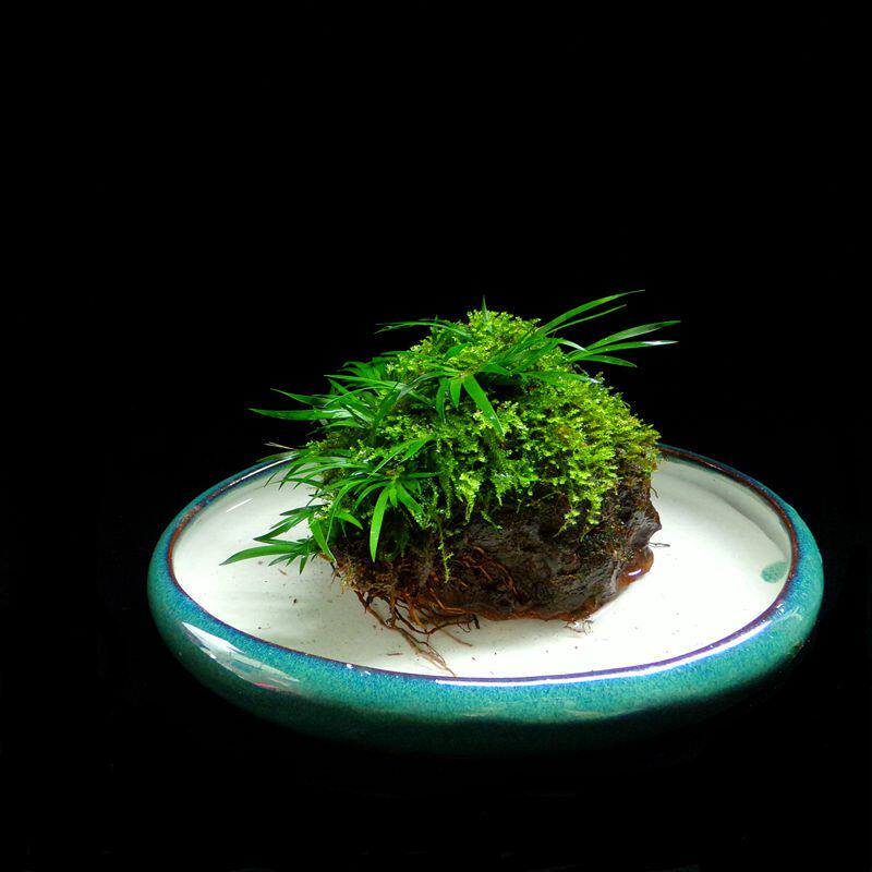 附石菖蒲盆景菖蒲造景客厅室内绿植水培植物微景观盆栽特价包邮