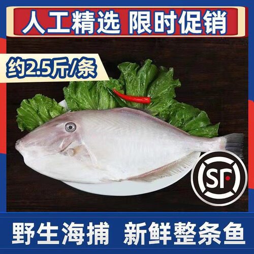 大剥皮马面鱼耗儿鱼工厂福建东山【爱心鱼满舱一件】