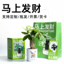 绿植学校企业定制创意礼物 情绪稳定发财树植物盆栽室内桌面四季