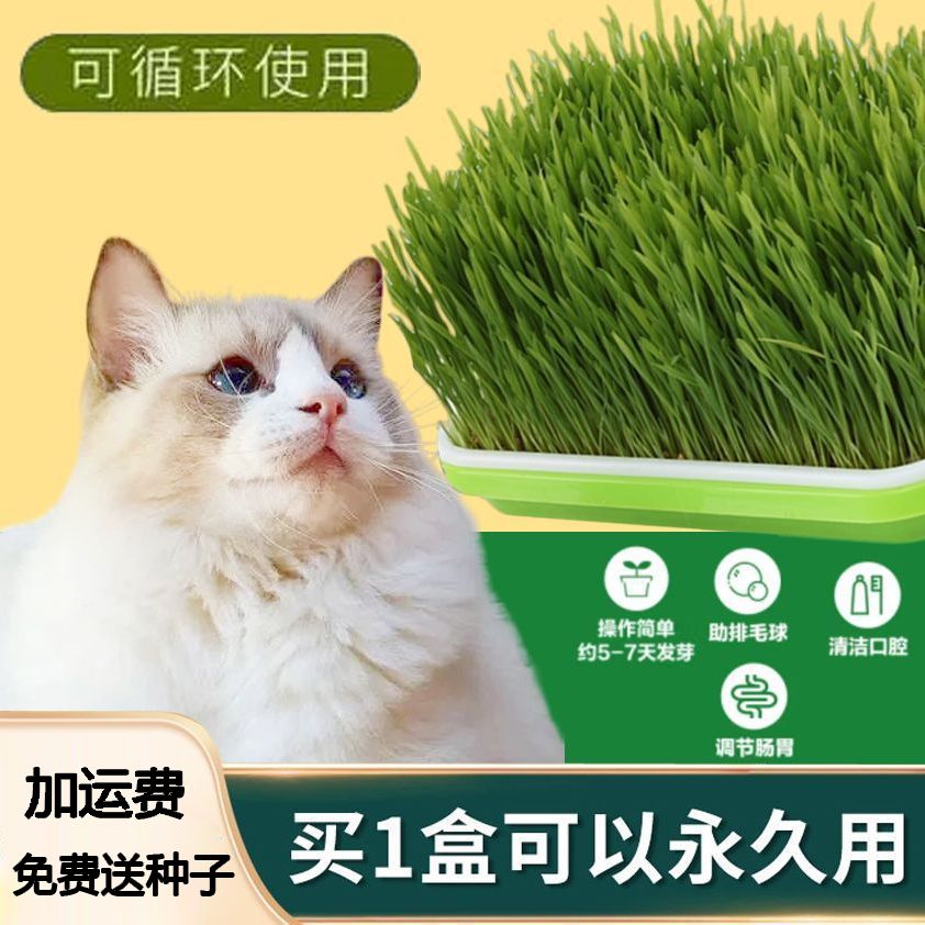 猫草种子小麦水培种植猫草猫咪吃的化毛去毛球懒人猫麦草籽营养