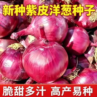 超大紫星王洋葱种子高产葱头扁圆加厚味甜耐抗病耐贮存紫皮洋葱籽