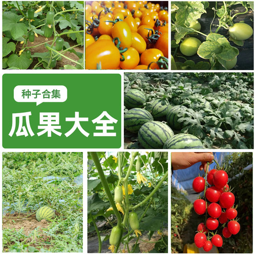 瓜果种子8424西瓜种合集