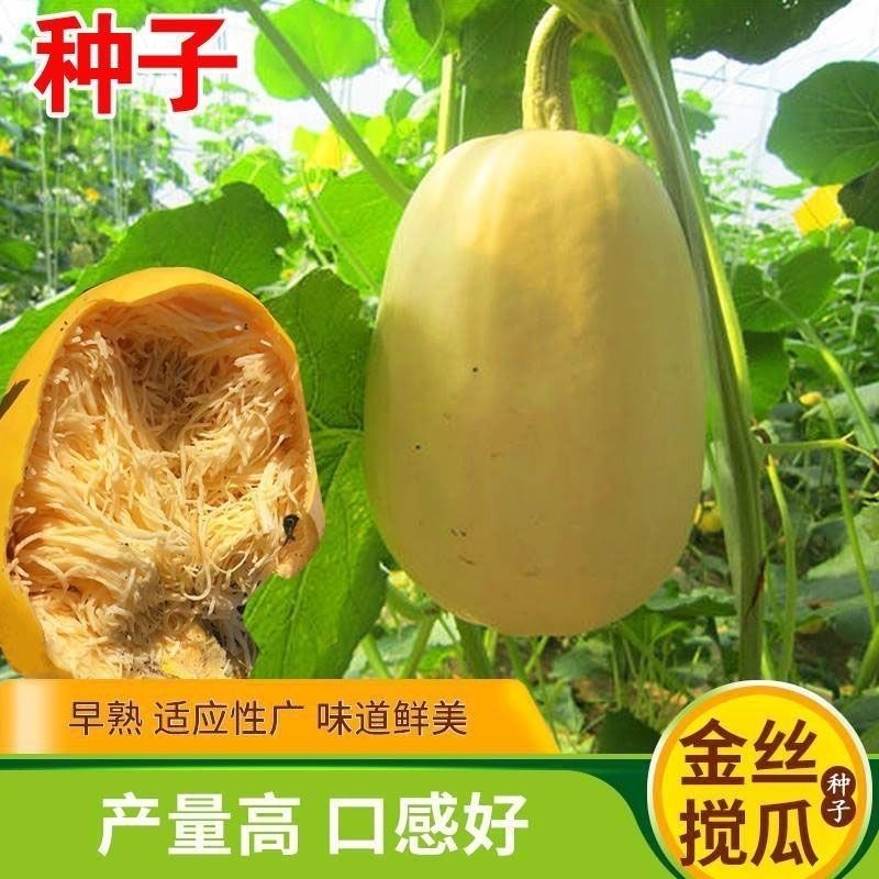 金丝绞瓜种子天然粉丝南瓜种凉拌金丝瓜四季阳台金丝搅瓜蔬菜种子