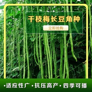 压塌架干枝梅长豆角早熟特高产肉厚脆嫩长翠绿豆角蔬菜种子
