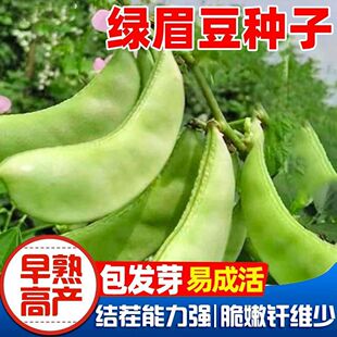 大肉绿眉豆猪耳朵扁豆种子种籽南方四季豆角梅豆角梅豆孑蔬菜种子