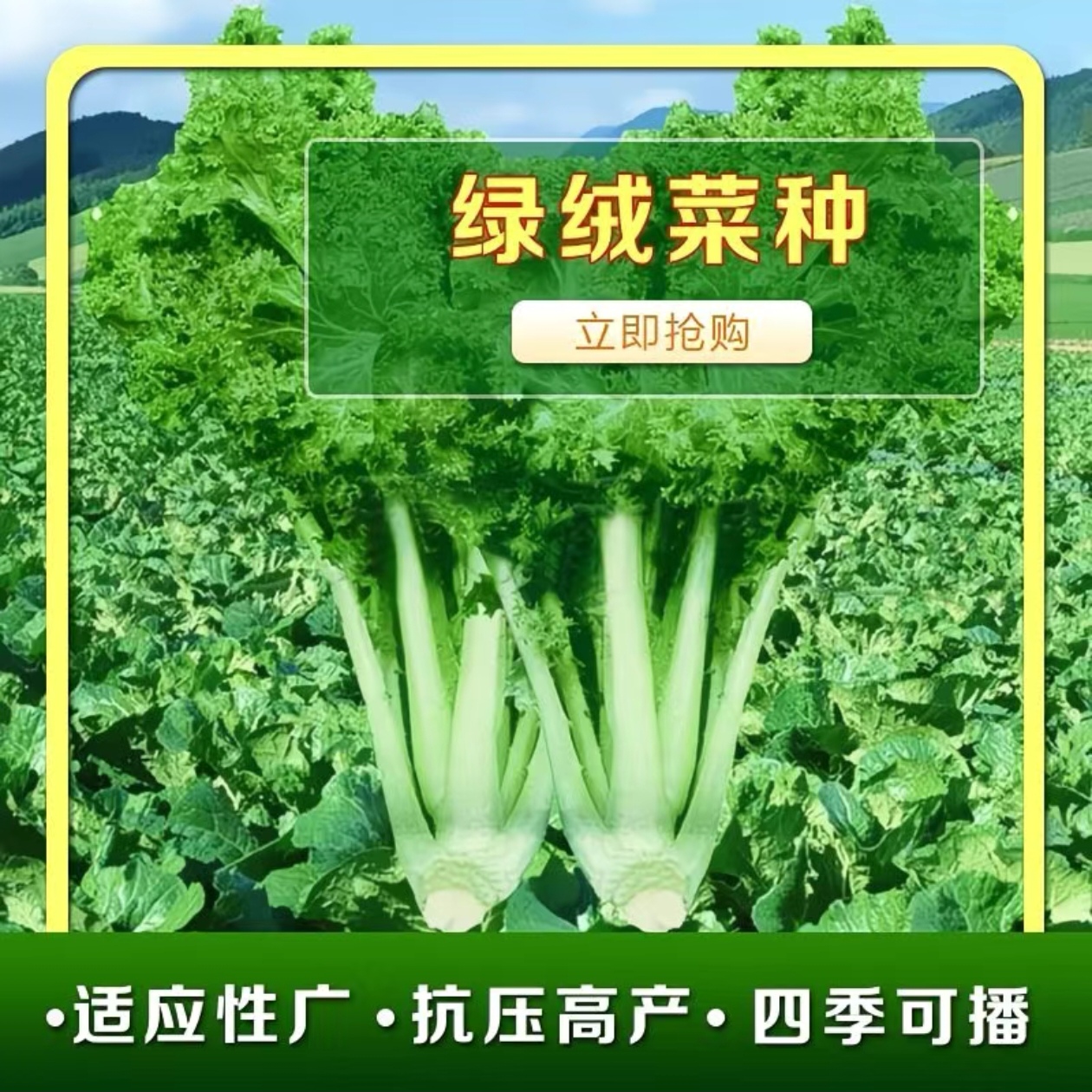 春不老绿绒菜种子耐寒蔬菜苔菜