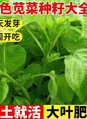 大叶青苋菜阳台盆栽绿色易种活四季耐高温新手高产易种蔬菜种子