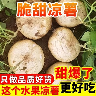 凉薯水果地瓜种子早熟甜脆小叶细藤薄皮土瓜散装批发地瓜当季种子