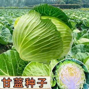 包心菜蓝大头菜生吃脆甜水果甘蓝四季秋冬耐寒甘蓝蔬菜卷心菜种子