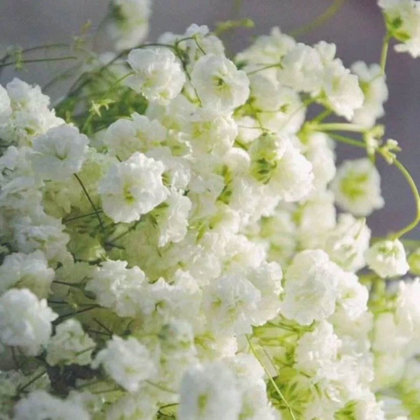 白色满天星种子花种子可播种好养活庭院阳台可栽培四季易种植