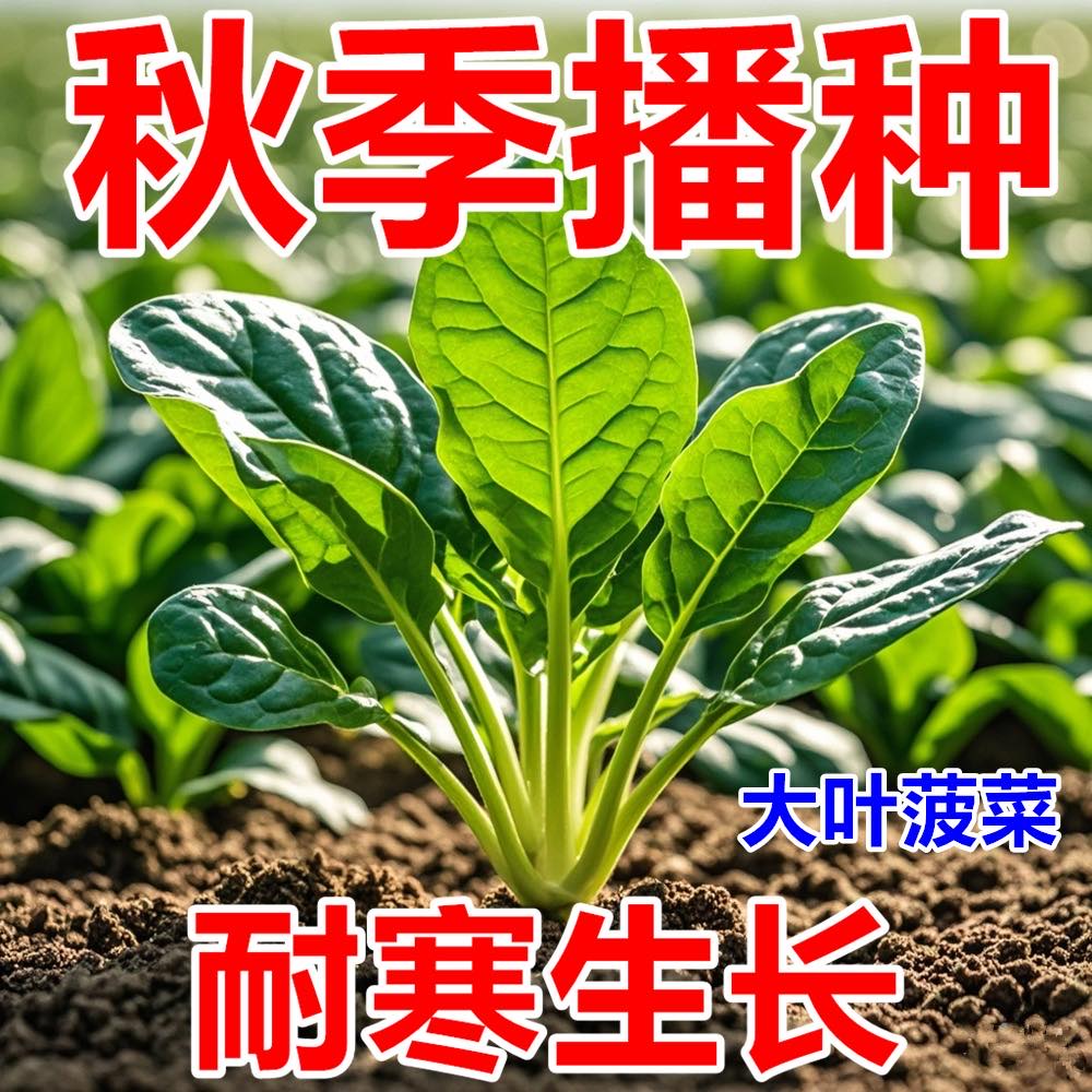菠菜种子大全易成活小尖叶土菠菜种子四季可播家庭阳台盆栽小菜园