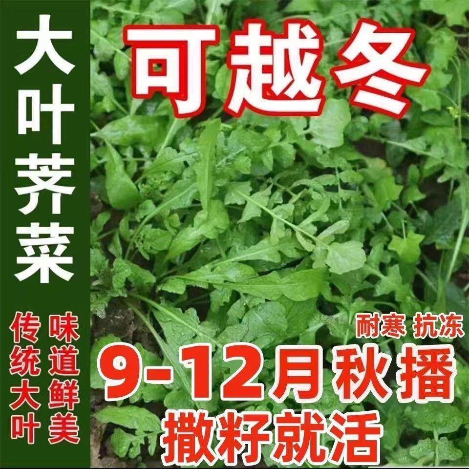 荠菜种野菜种籽盆栽阳台秋播越冬