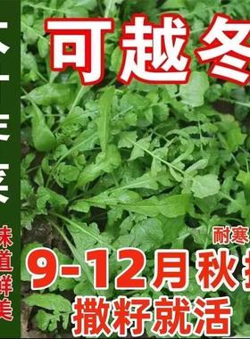 荠菜种子农家四季大叶野菜种籽食用盆栽阳台荠菜种青菜籽秋播越冬