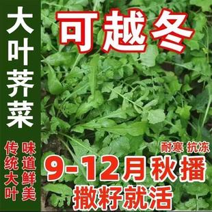 荠菜种子农家四季 大叶野菜种籽食用盆栽阳台荠菜种青菜籽秋播越冬