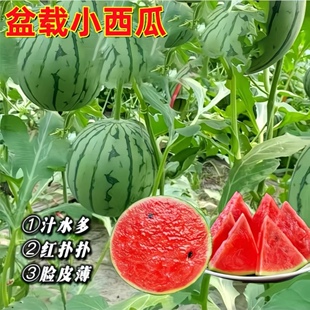 超甜蜂蜜小西瓜种子红玉无籽西瓜四季种植阳台庭院盆栽水果种子