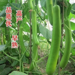 厚肉长瓠子瓜早熟柔嫩蒲瓜种子籽孑葫芦瓜圆瓠味香甜蔬菜种子
