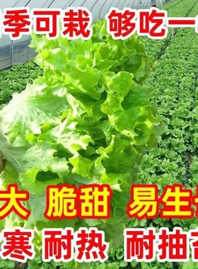 生菜种子绿色营养蔬菜玻璃生菜奶油生菜四季家庭阳台盆栽露天种植